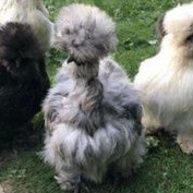 TELUR AYAM HIAS SHOGIRL SILKY /KAPAS SILKY LEGUND untuk di tetaskan