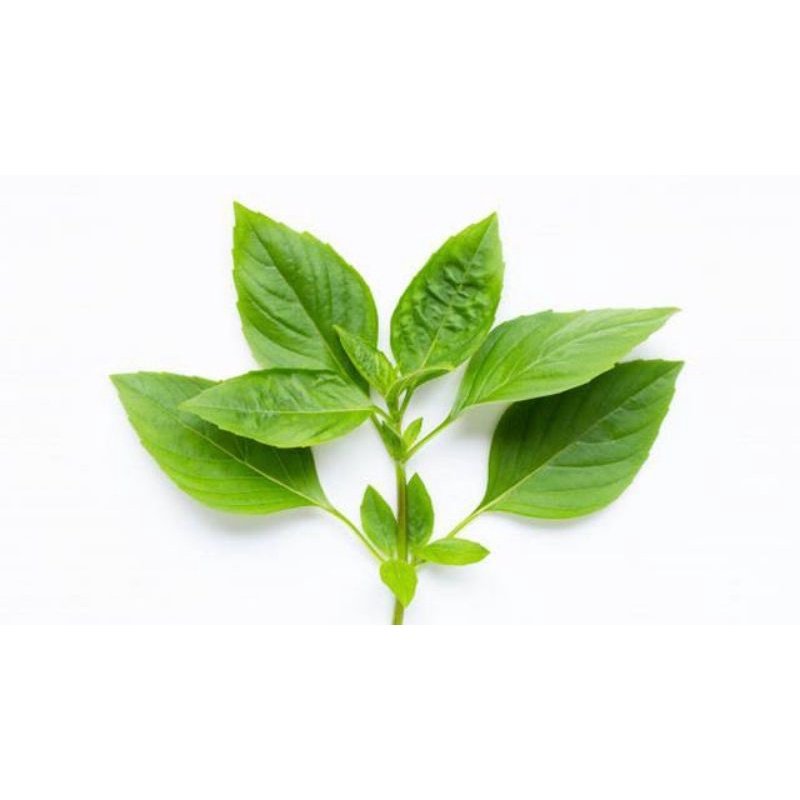 

Daun Kemangj