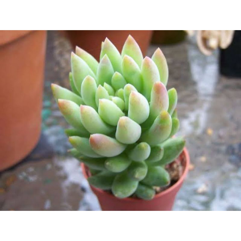 Sukulen Sedeveria Harry Butterfield/Sedum harry butterfield/Super donkey tail