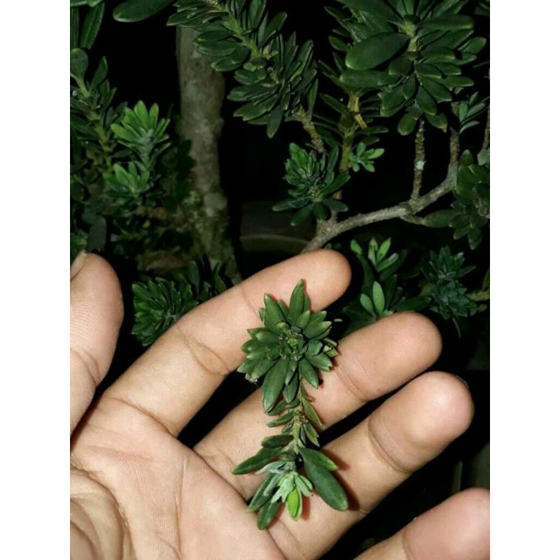 bibit bahan bonsai lohansung micro / air brush