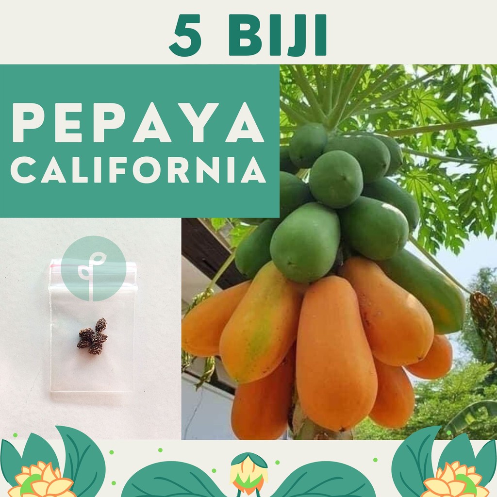 5 Benih Bibit Pepaya California F1 IPB Asli Calina Hibrida Super Pohon Pendek Cepat Berbuah Unggul