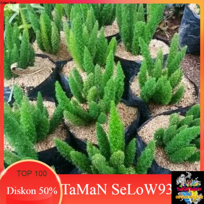 tanaman hias ekor - tupay - tanaman - pot - ekor - tupay