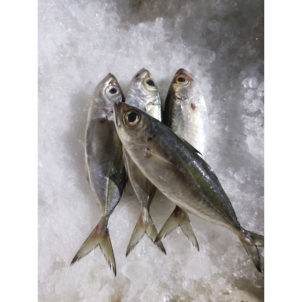 

IKAN GEMBUNG TUDE MATA BELO