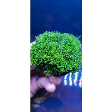 WABIKUSA RICARDIA | RICARDIA MOSS | TANAMAN AQUARIUM AQUASCAPE