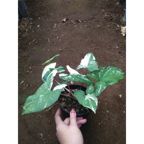 tanaman hias syngonium albo parigata/syngonium albo
