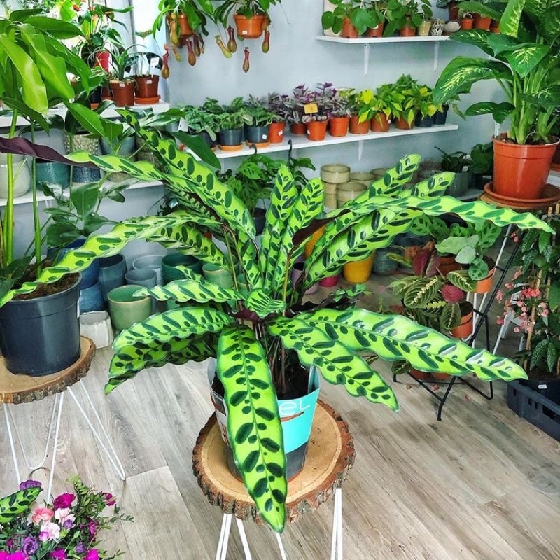 Tanaman Hias Calathea Lancifolia/Bunga Kalatea Bulu Ayam - Tanaman Hidup-Bunga Hidup CHALATHEA KEMBA