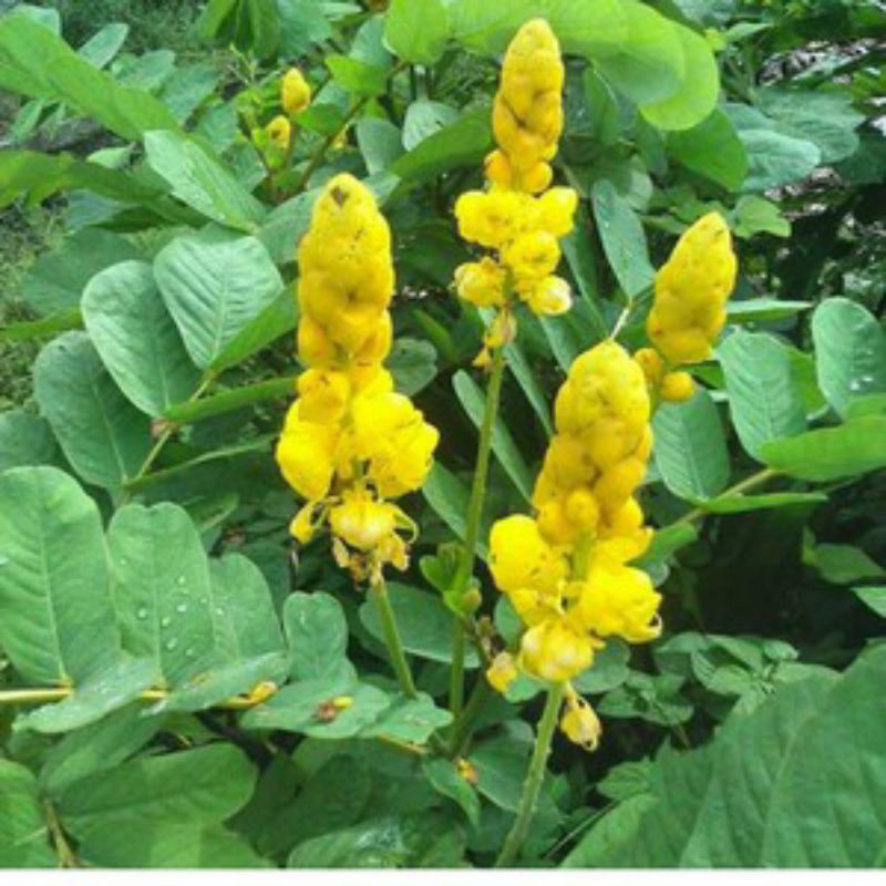 

Daun Ketepeng Cina/Daun Kimanila/Kimanila Segar/Kimanula Herbal/250gram