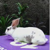Kelinci Rex bulu karpet anakan jantan (1).