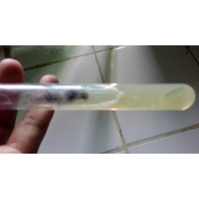 Jual Bakteri E Coli Bahan Penelitian Escherichia Coli E Coli