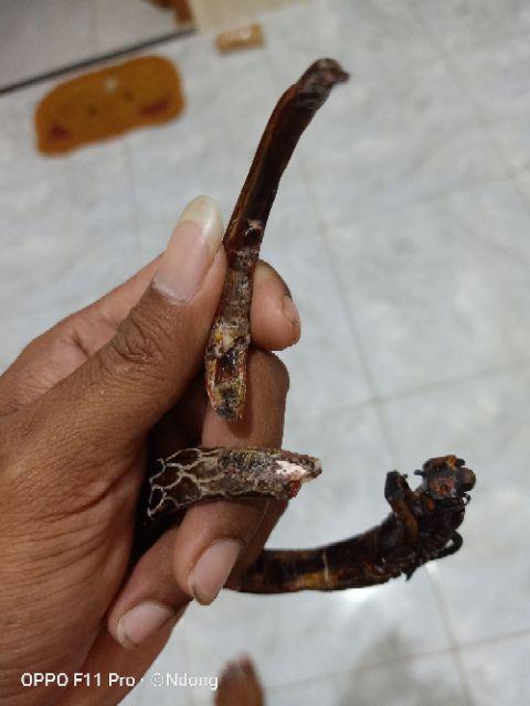 Akar Bahar Merah Cristal Asli Tembus Cahaya Ukir Naga Berkualitas.