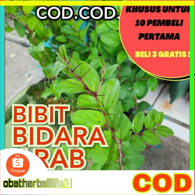 Bibit Pohon Bidara Arab Asli Sidr