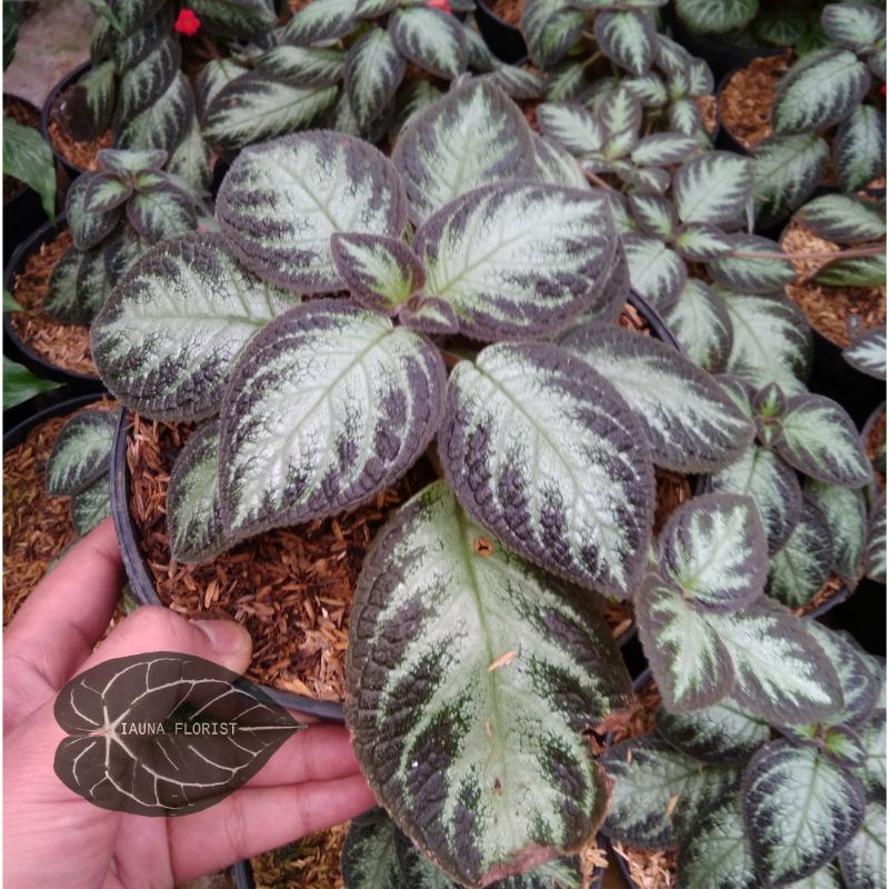 TANAMAN HIAS EPICIA / BUNGA EPICIA / EFICIA