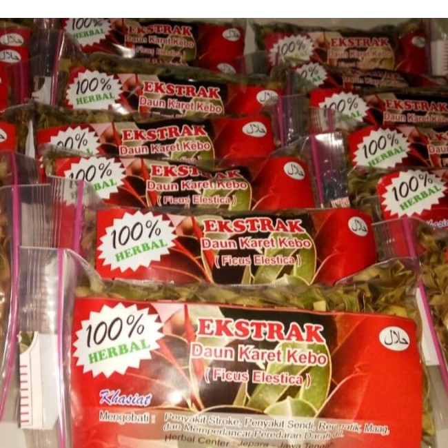 Ekstrak Daun  Karet Kebo Obat  Herbal Shopee Indonesia