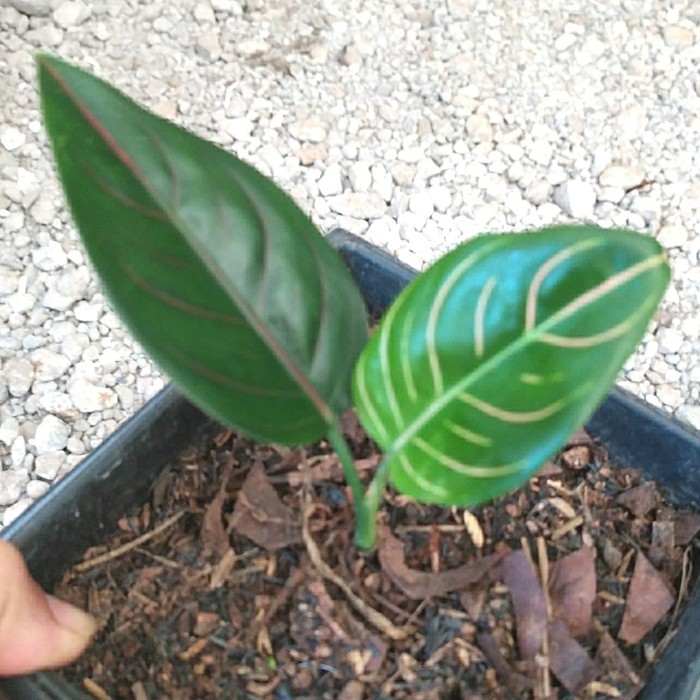 Aglonema Rotundum Tiger Aceh Rumpun Indukan Dewasa Rumpun  Mutasi Berkwalitas dan Bisa COD BDMF 09