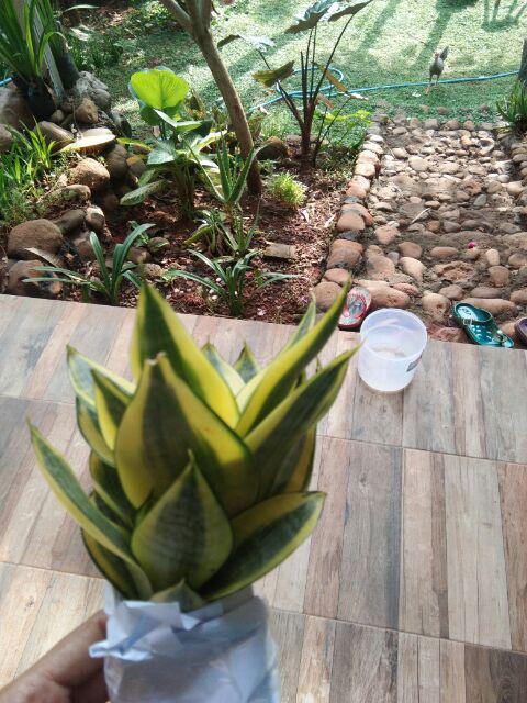 Sanseviera Lidah Mertua Kuning
