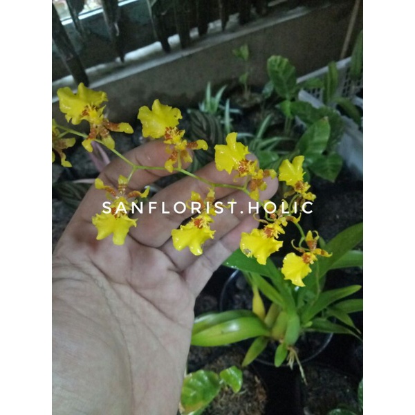 Anggrek Onchi / Anggrek Oncidium / Anggrek Oncidium Golden Shower