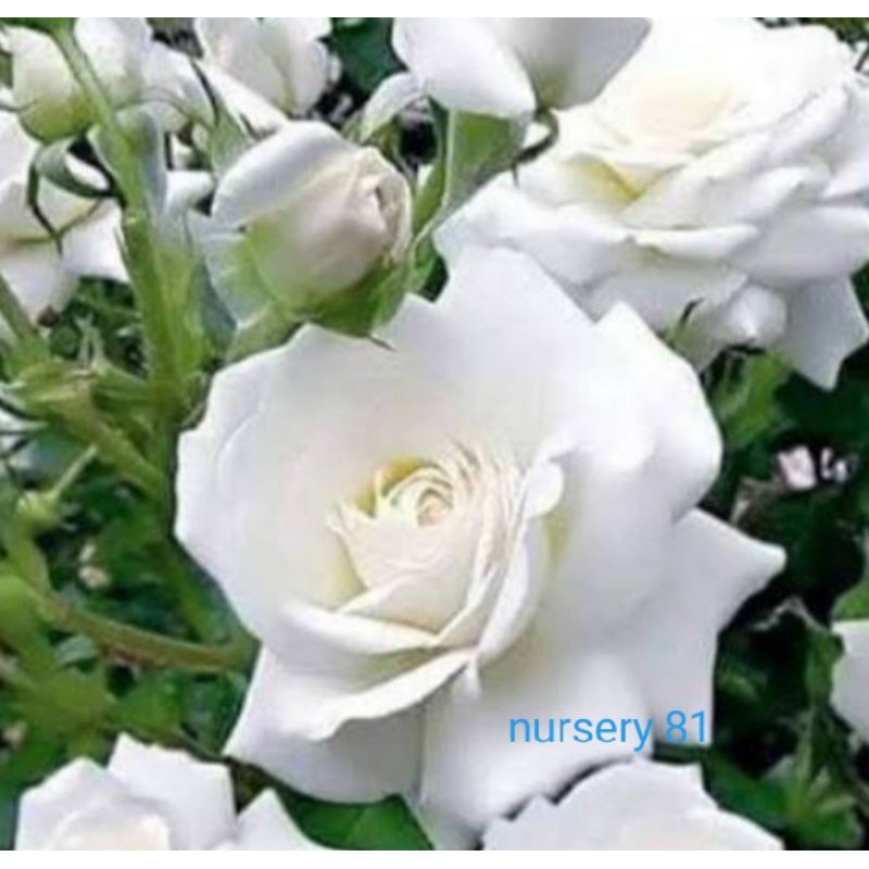 bibit bunga mawar putih