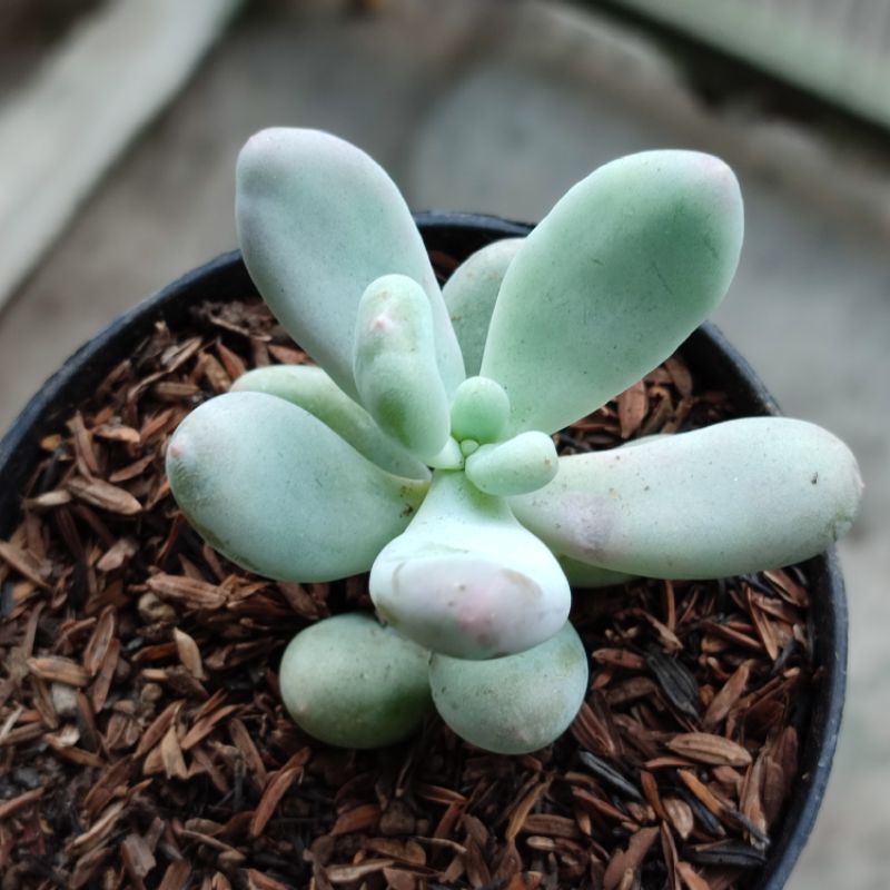 Sukulen Moonstone Pachyphytum Oviferum medium