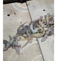 racun cicak dan tokek/racun cicak dan kecoa