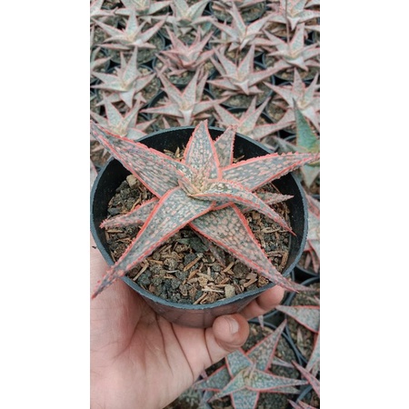Gasteria aloe