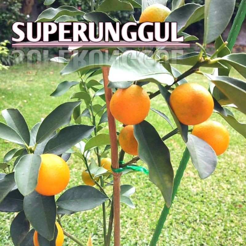 bibit jeruk tongheng superunggul