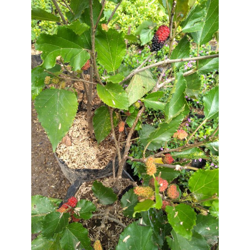 bibit buah murbei /besaran