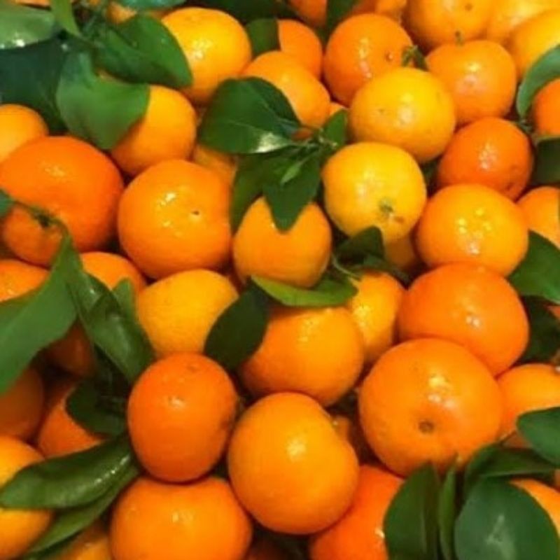 

Jeruk Santang Orange / 500gram / 1Kg