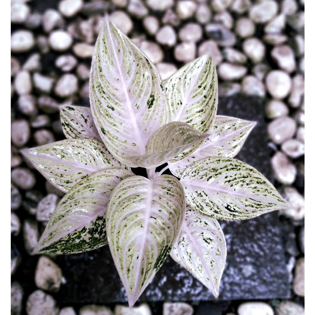 bibit bonggol/akar aglonema LAGACY SALJU-bunga hidup murah-tanaman hidup-aglaonema