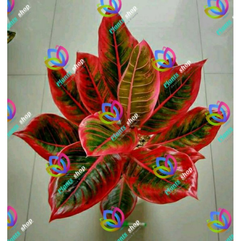 Tanaman hias aglonema lipstik Merah-aglaomema-Flor-tanaman hidup-bunga hidup murah-aglaonema lipstik