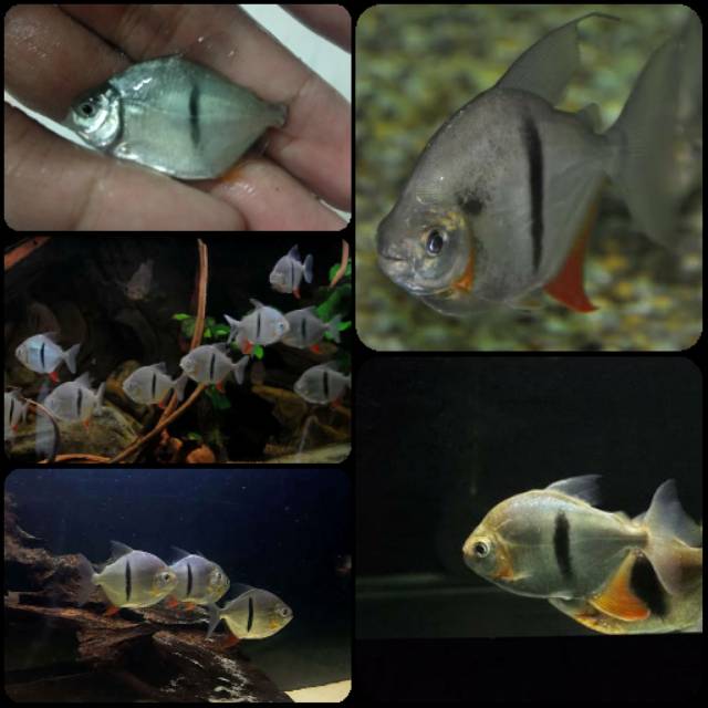 Ikan myleus schomburgkii thinbar untuk aquarium