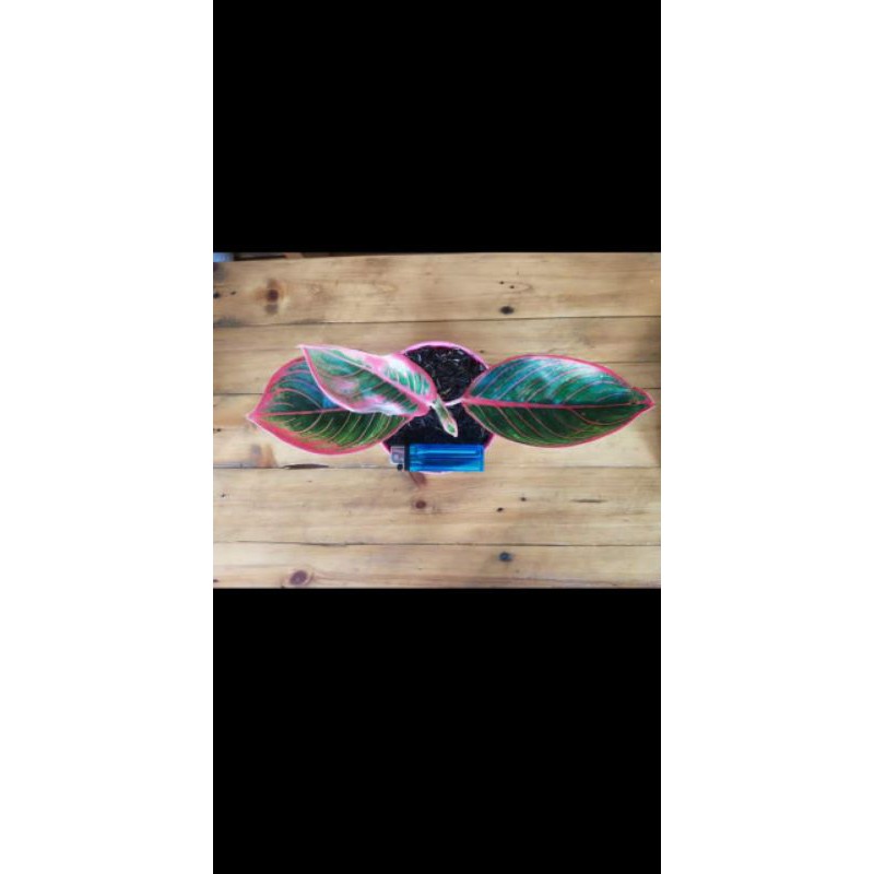 bibit tanaman hias aglonema Kanza daun 2