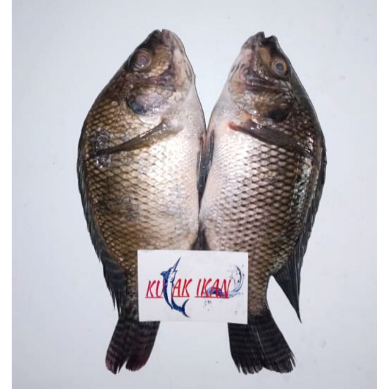 

IKAN MUJAER SEGAR