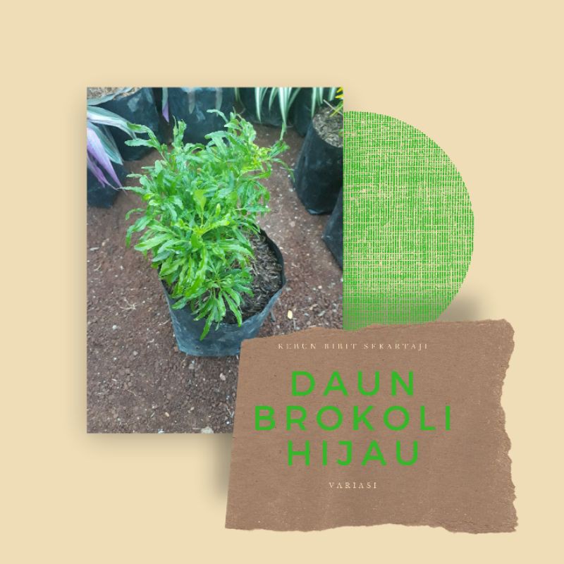 TANAMAN HIAS BROKOLI HIJAU / TANAMAN HIAS BROKOLI