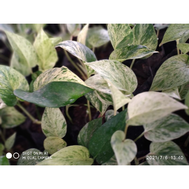 monstera sirih marble