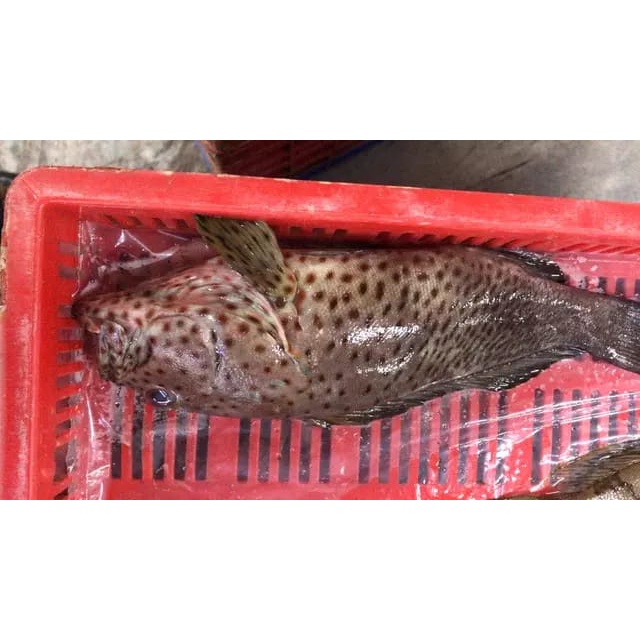 

Ikan Kerapu Segar Kerapu Balong Ikan Fresh Laut Kualitas GARANSI SEGAR