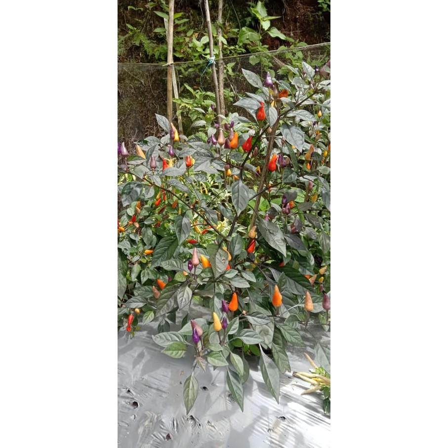 Benih Bibit Biji - Cabai Bolivian Rainbow x Uchu Cream Pepper Seeds