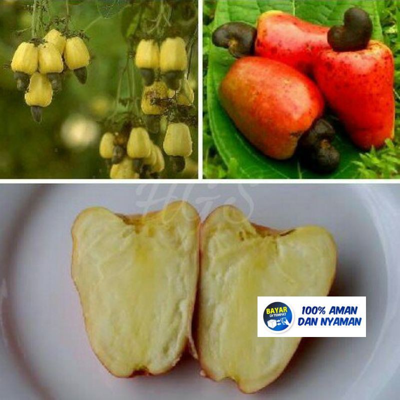 [Beli 2 Gratis 1] Bibit Tanaman Buah Jambu Monyet Mete Okulasi Cepat Berbuah