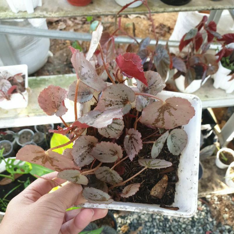 Begonia Silver Pink