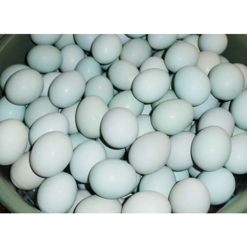 

telur bebek 100% fertil atau bisa juga untuk telur bebek asin