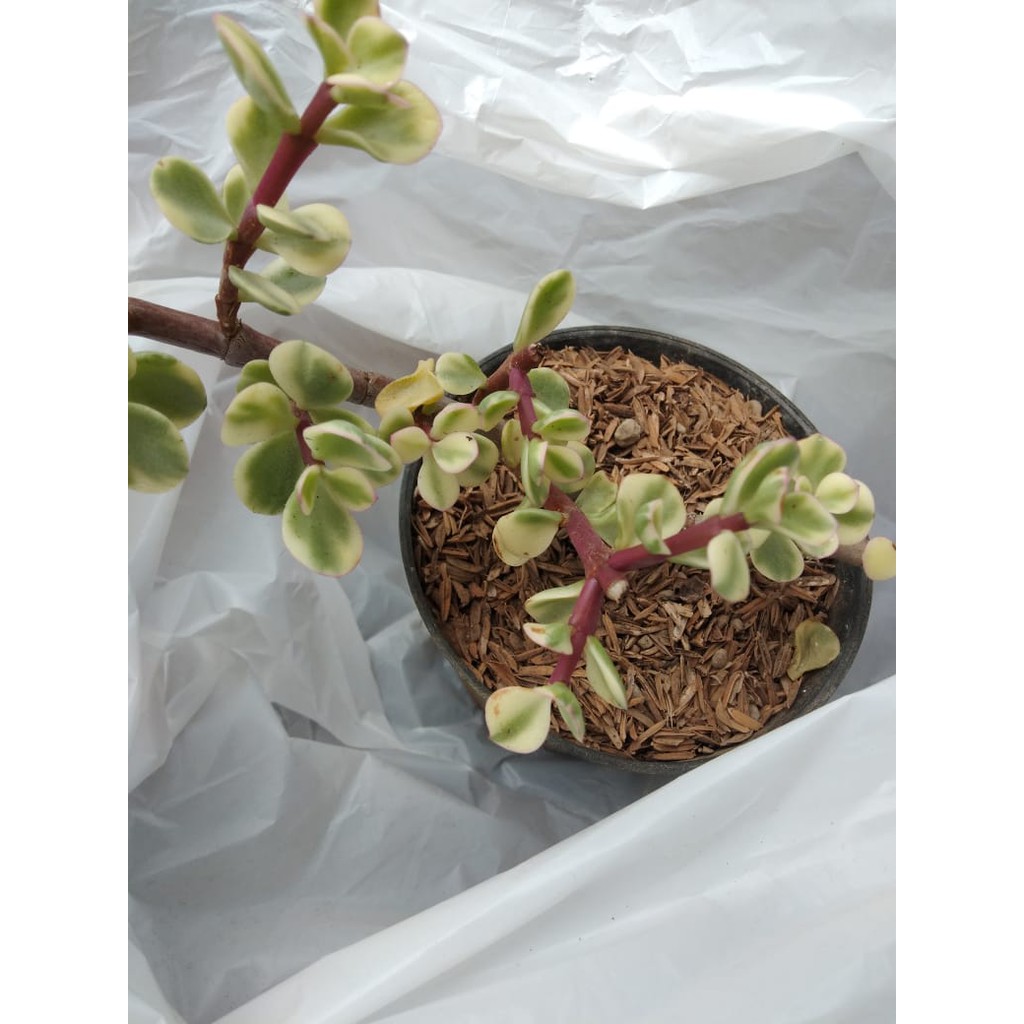 

PORTULACA