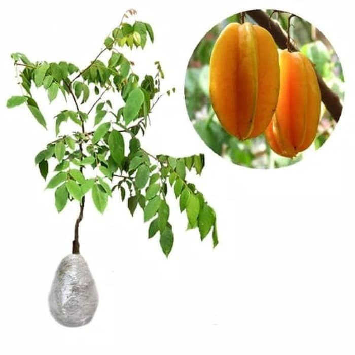 

BIBIT BUAH BELIMBING MADU