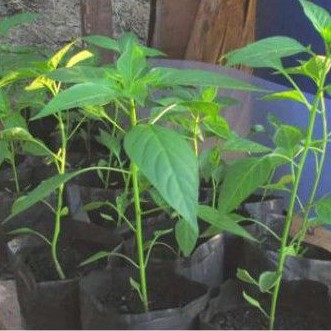 Bibit tanaman Cabe