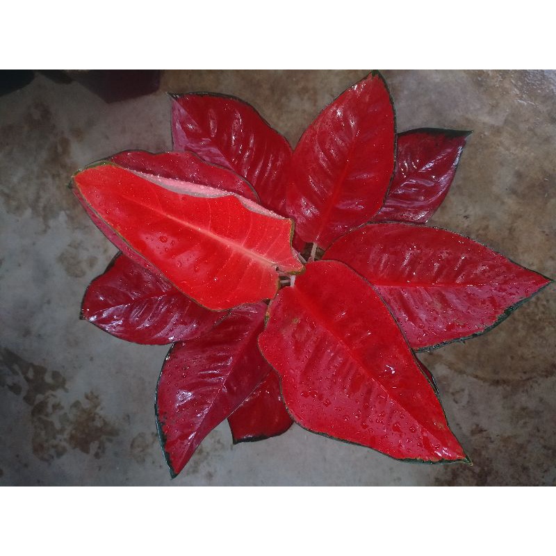 tanaman hias suksom jaipong super jumbo