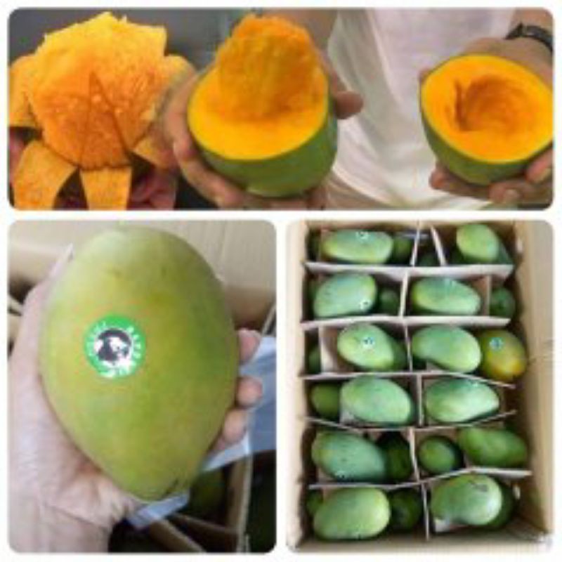 

Mangga Harum Manis Super manis organik 1 kg