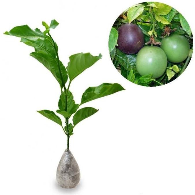 end Tanaman Buah Markisa Bibit Buah Markisa Pohon Markisa