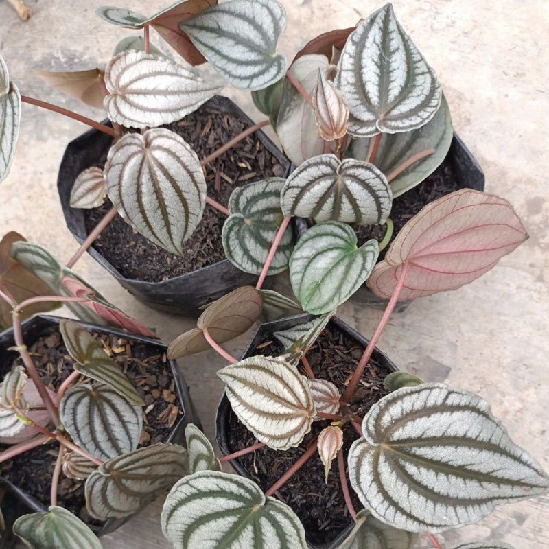 peperomia silver