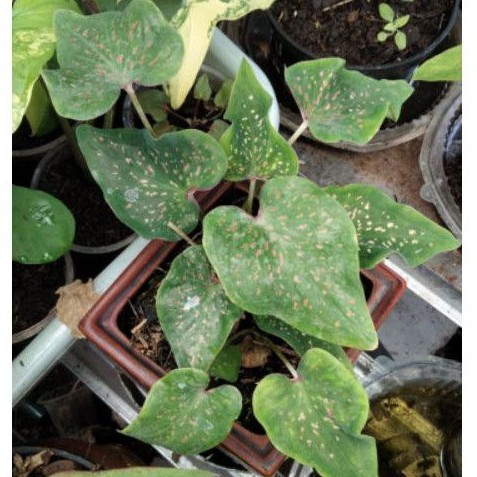 Caladium hybrid mata kucing/keladi silangan