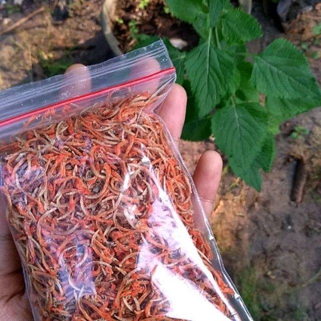 

Bunga dagga liar kering