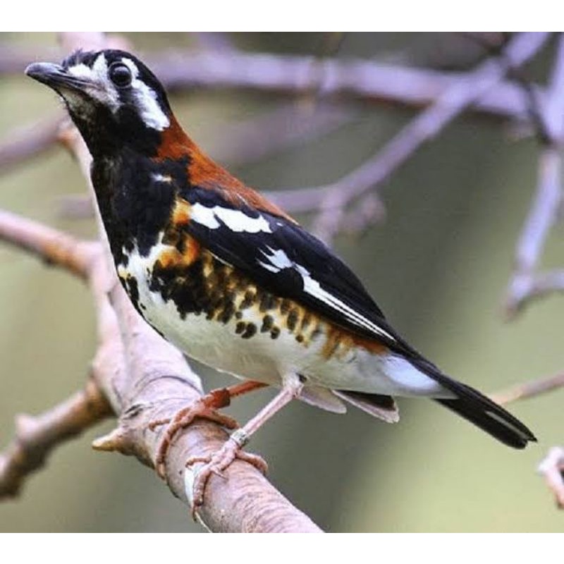 BURUNG ANIS MACAN JANTAN PILIHAN VOER