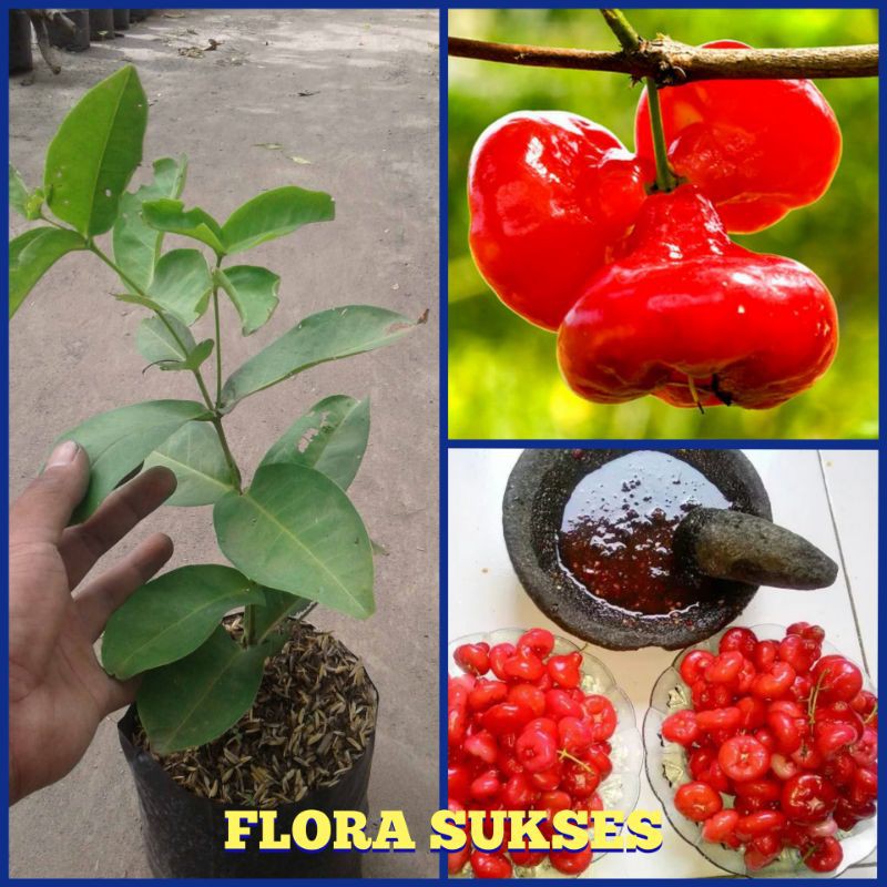 Bibit Tanaman Jambu Kancing Hasil Okulasi / Bibit Jambu Air Kancing